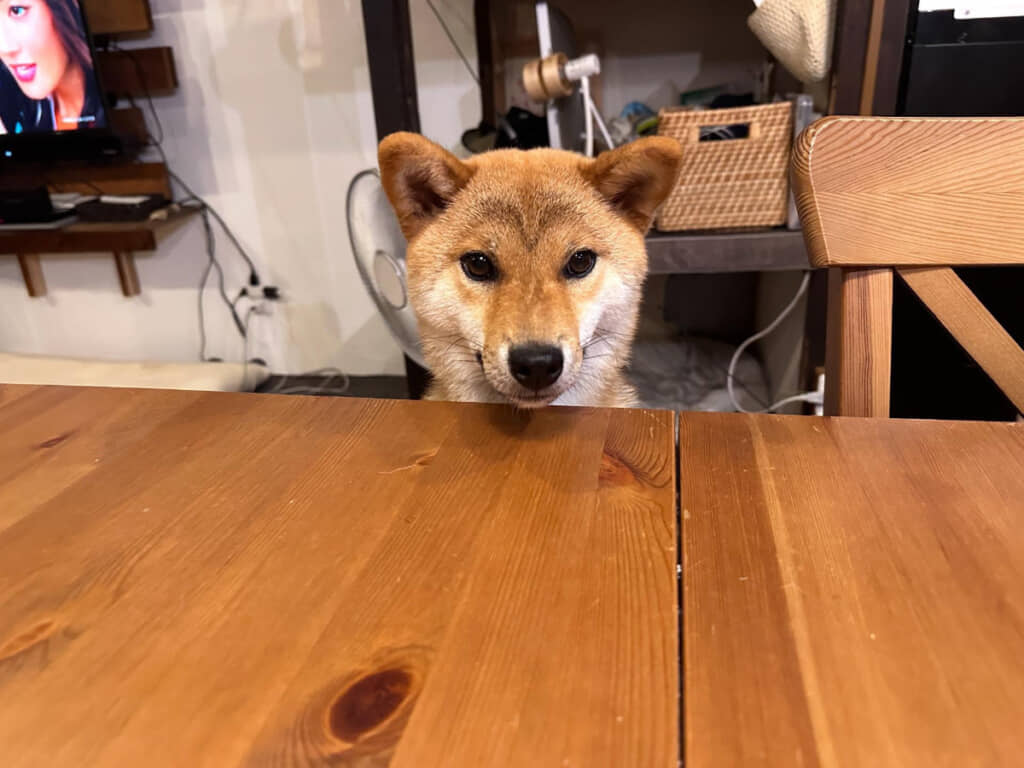 換毛期後の姿がこちら。存在感のある模様が額に……！