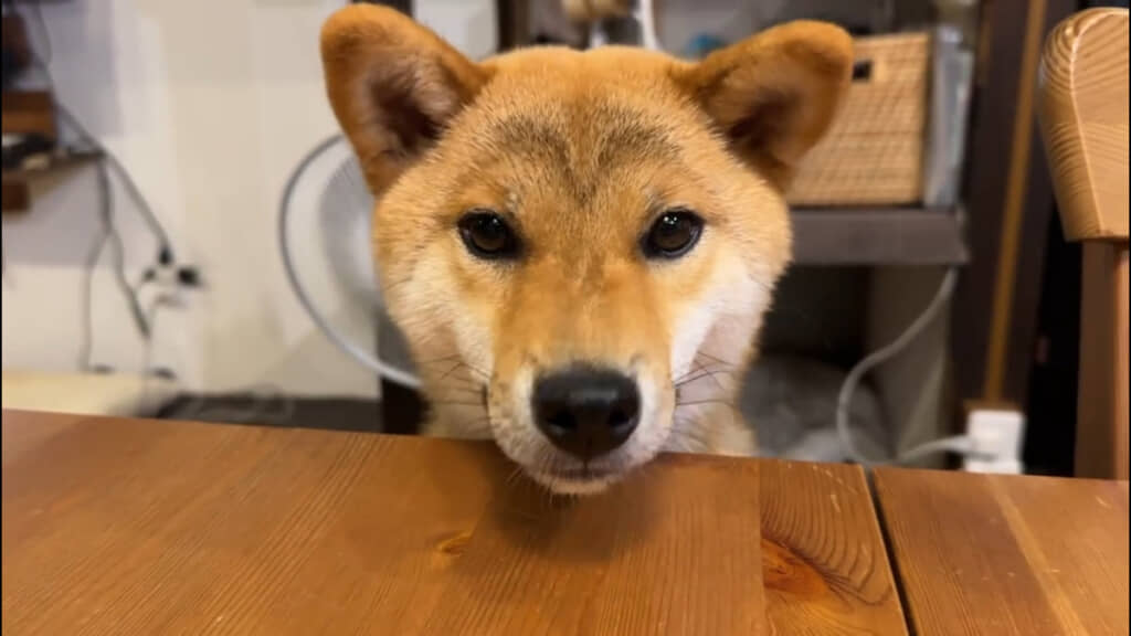 思わずニヤけてしまうかわいさ