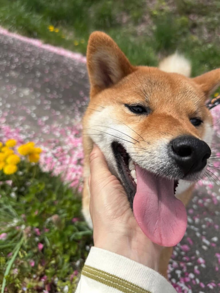 お散歩中の幸せそうな表情にほっこり