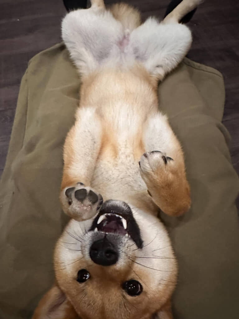 飼い主さんの膝の上でへそ天披露！