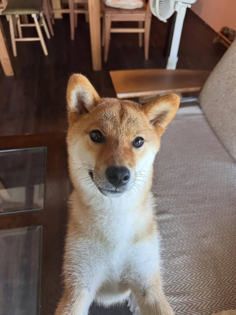 1歳になった日のホロちゃん