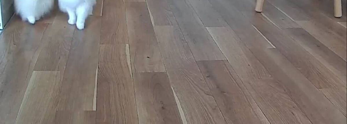 留守番中の愛犬・愛猫をペットカメラでみてみたらまさかの……　320万表示の姿に「本当に心底うらやましい」「こんな光景毎日見れるとか最高」（1/3） | 猫 ねとらぼ