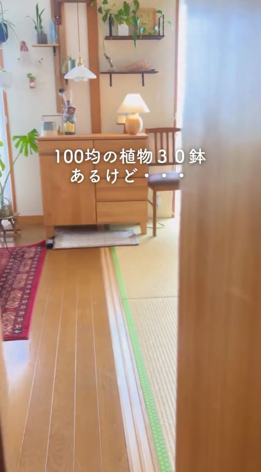 100均の植物を30鉢購入した“ガチ勢”のお勧めとは？