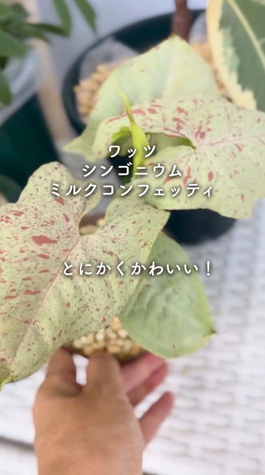 ワッツで購入したシンゴニウムミルクコンフェッティ