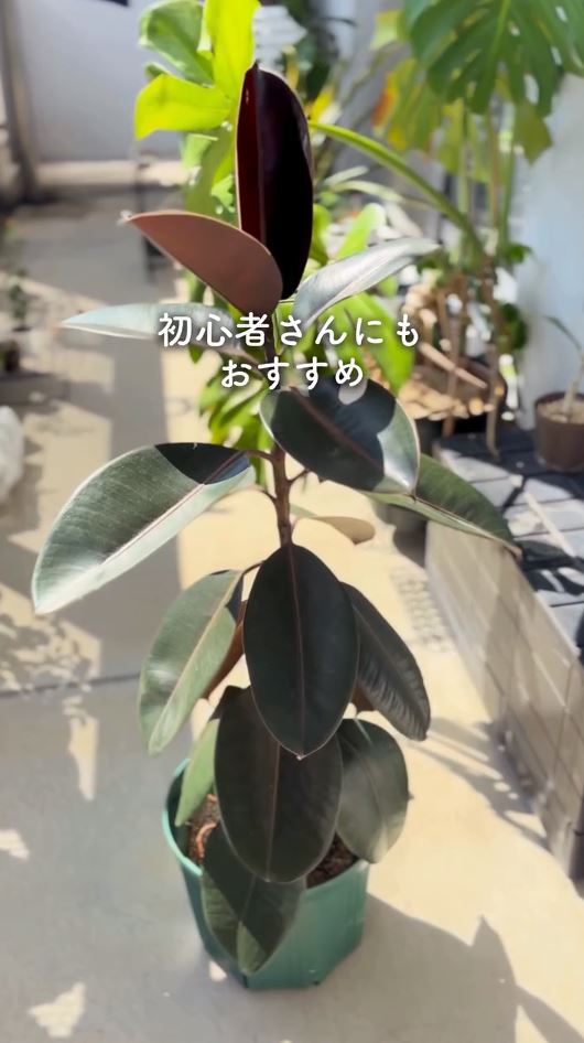 ダイソーのフィカスバーガンディ