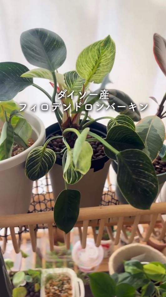 ダイソーのフィロデンドロンバーキン