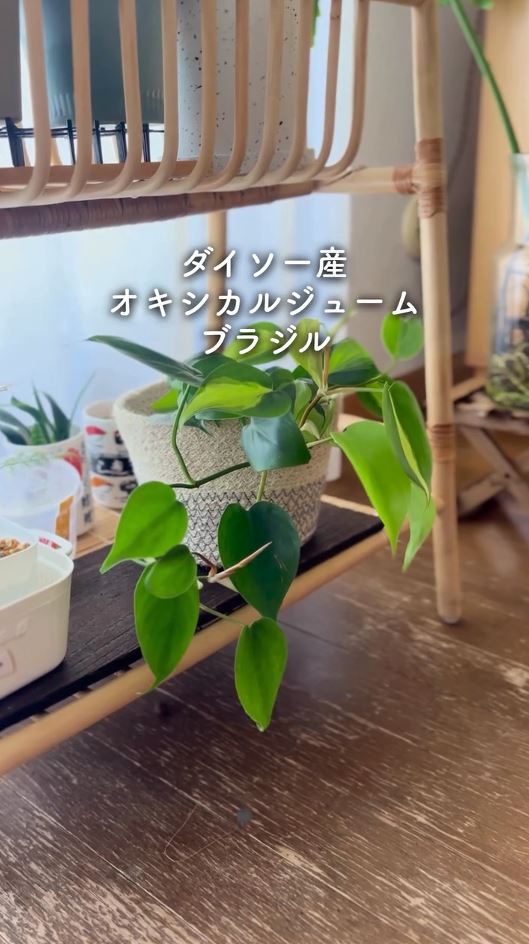 ダイソーのオキシカルジュームブラジル