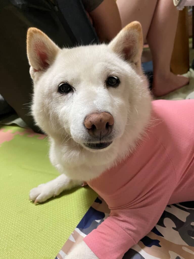 まつさん「ひどいおどりやな」