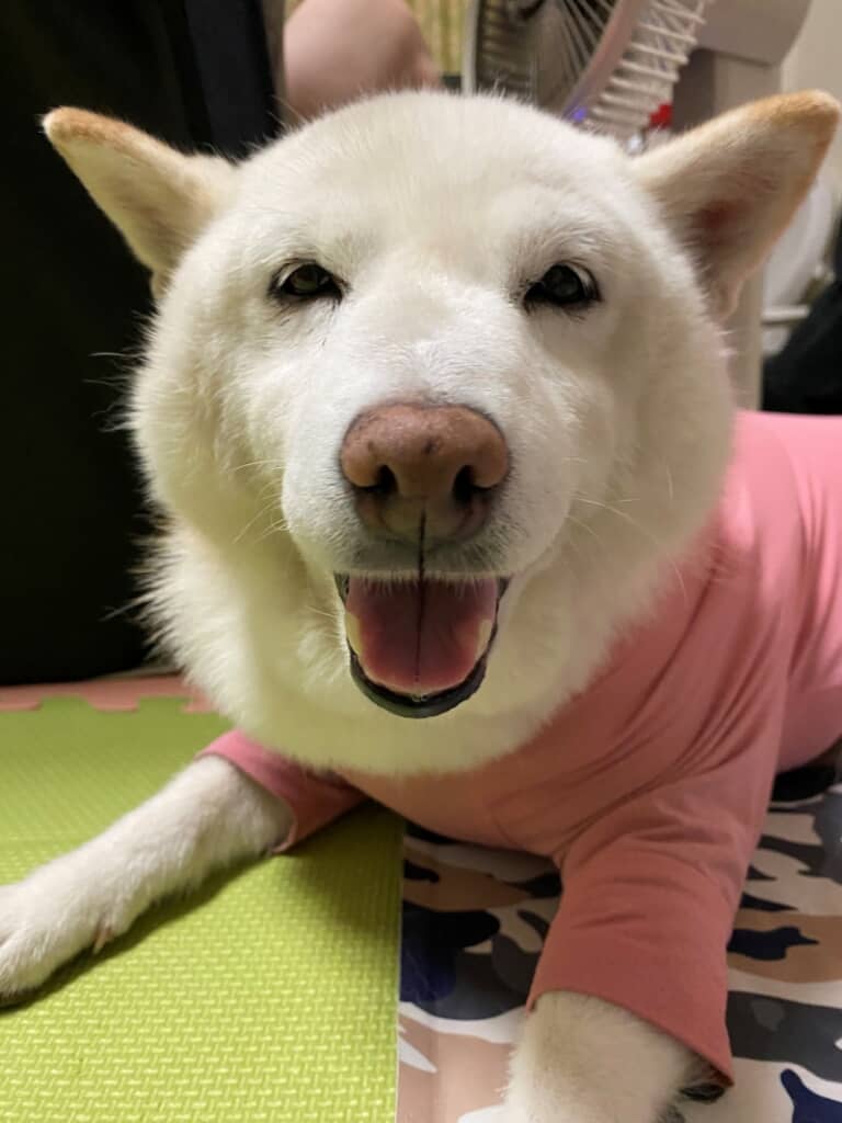 まつさん「5てん」