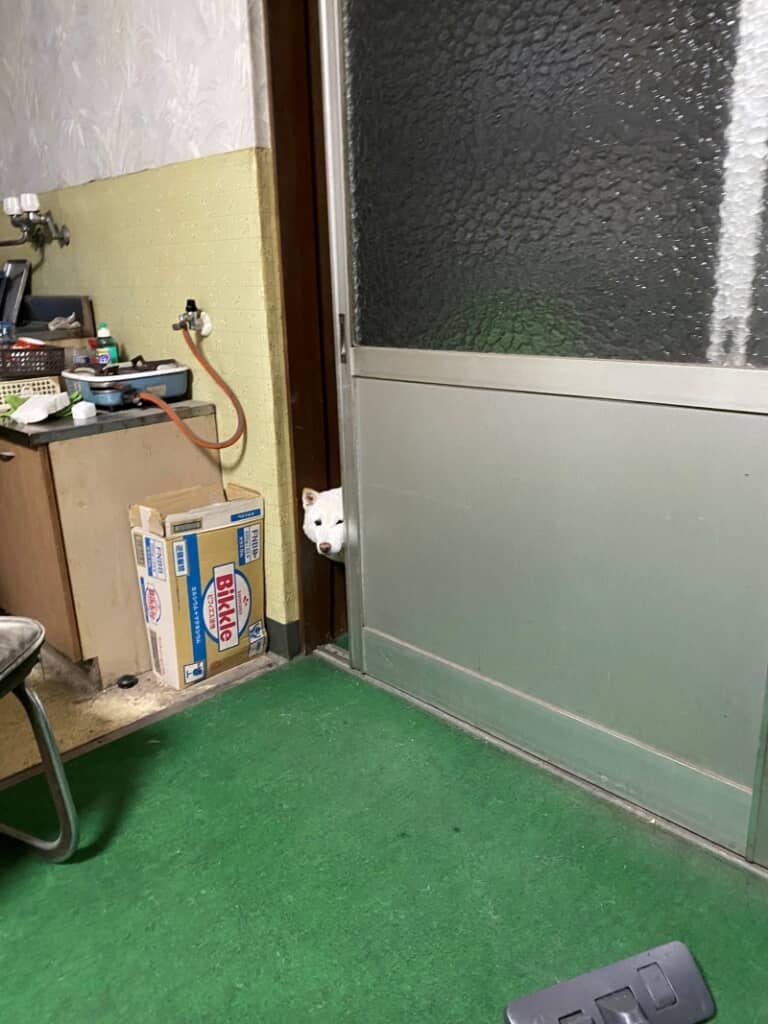 飼い主さんのお昼ごはんを影から狙うまつさん