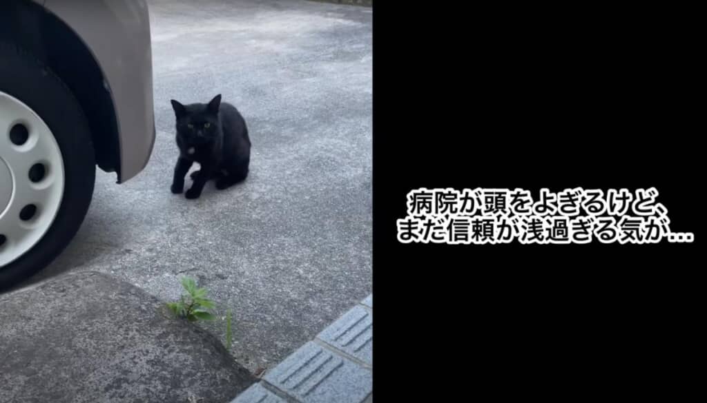 葉ちゃんママさんを警戒している様子