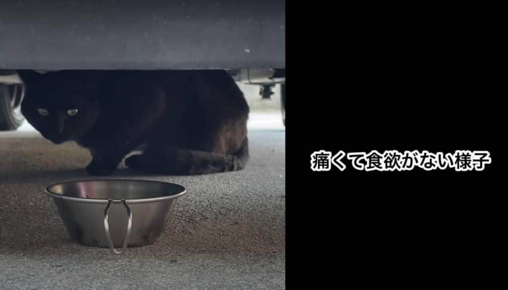 ごはんを与えることしかできません