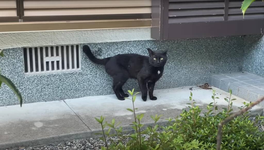 警戒しつつ姿を見せてくれます