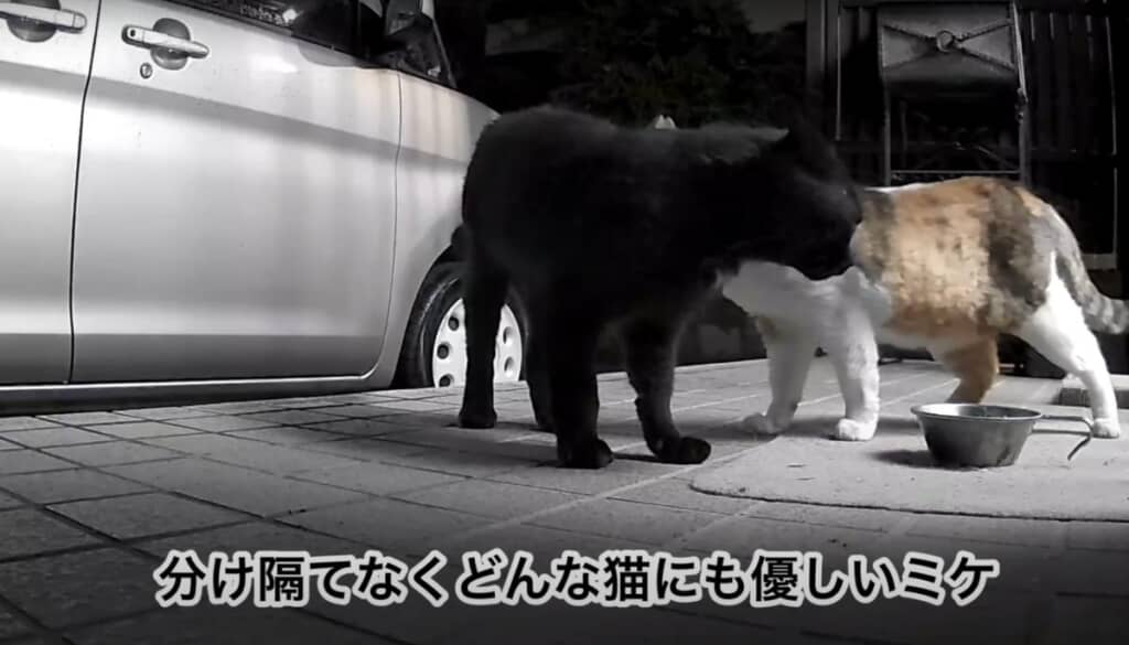 友達思いの優しいミケちゃん