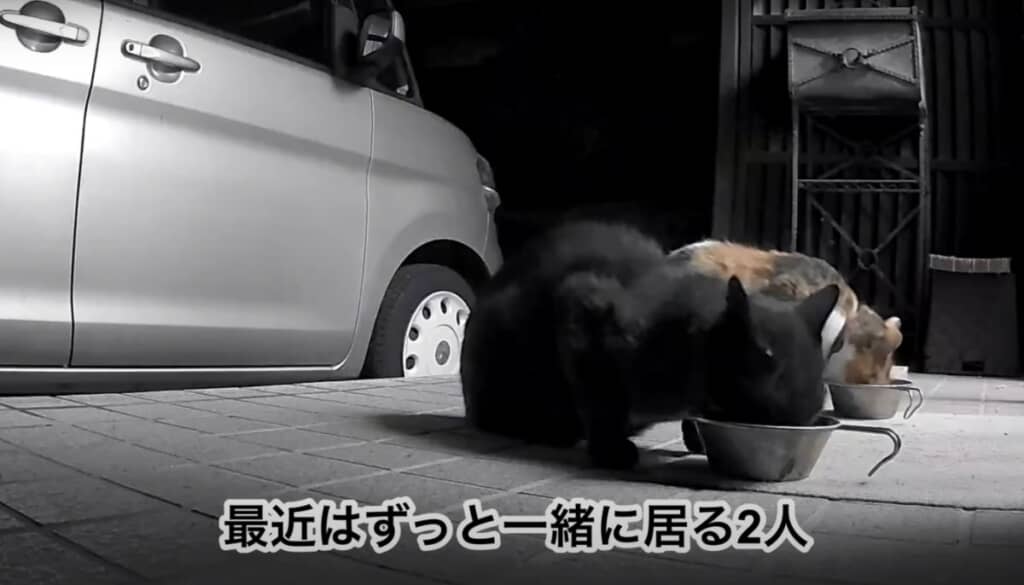 最近はずっと一緒の2匹