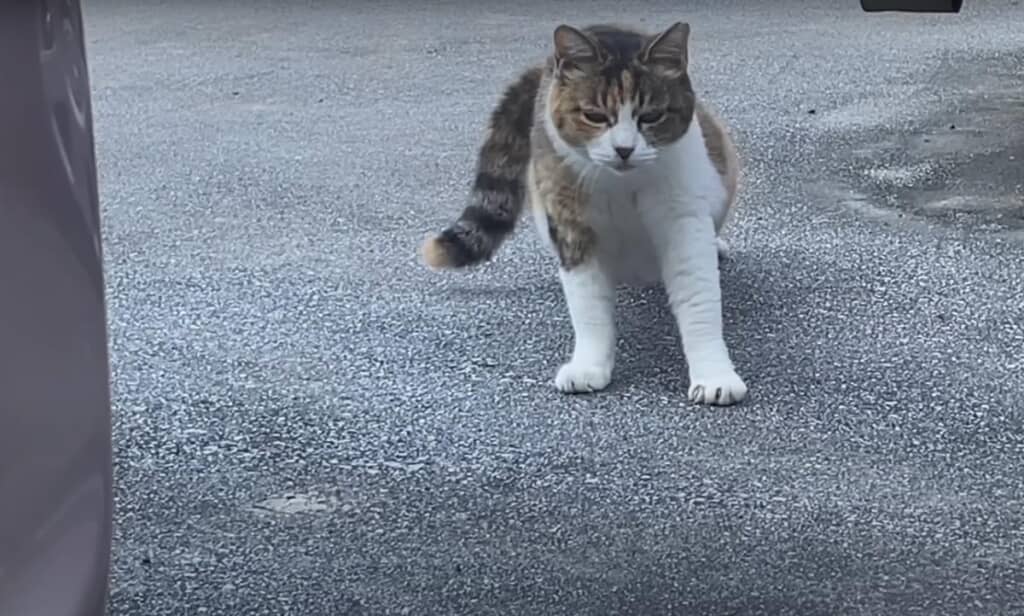 地域猫のミケちゃん