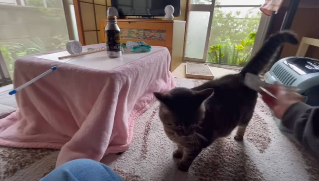 ブラッシングをしてもらうミコちゃん