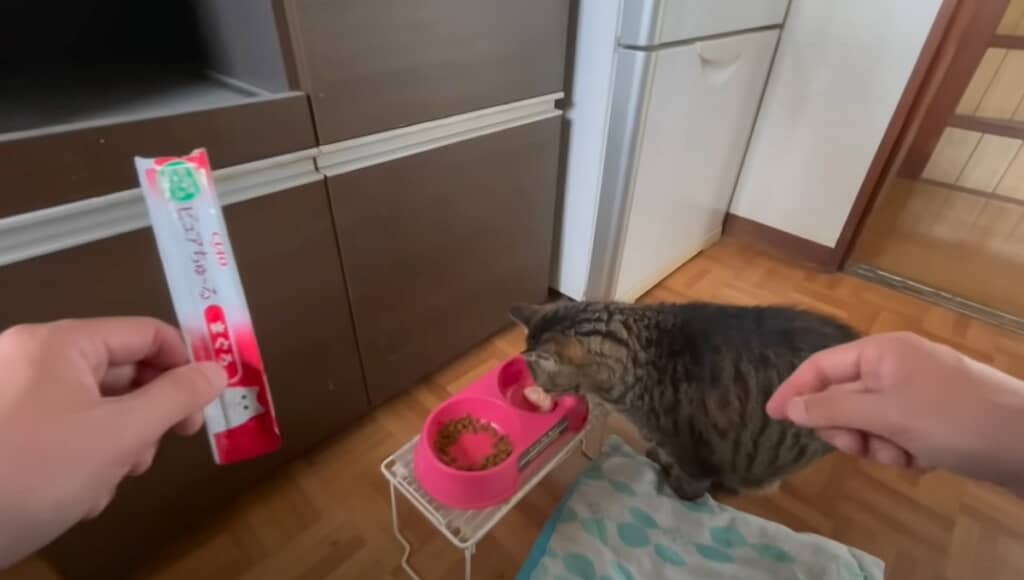 ちゅーるをもらいました