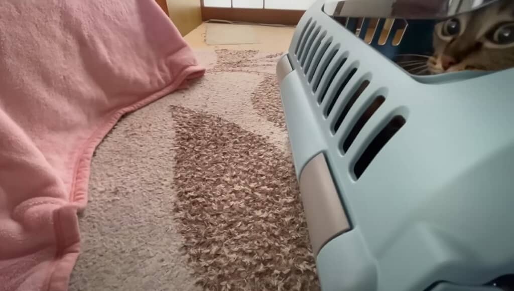 キャリーケースから顔を出しています