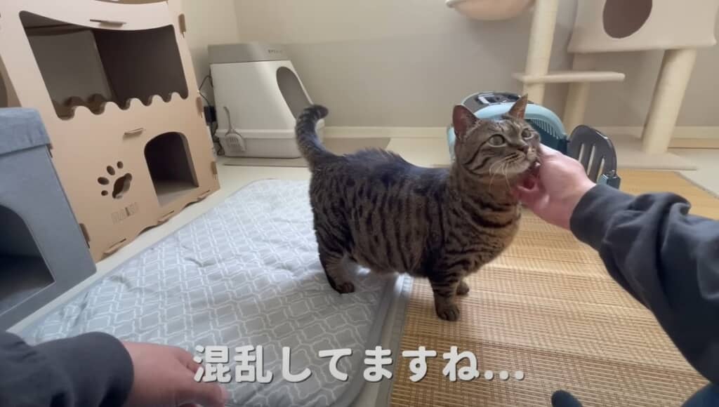 新しい家に着きました