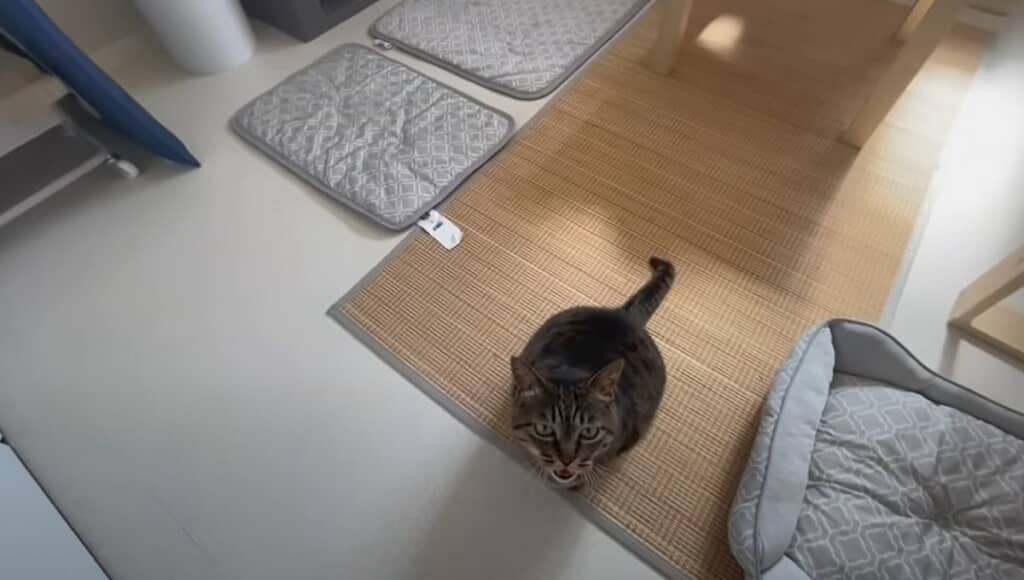 カメラを見上げています