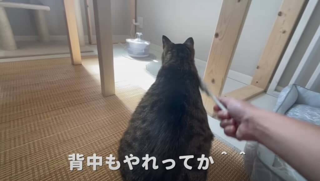 背中もやって欲しいようです