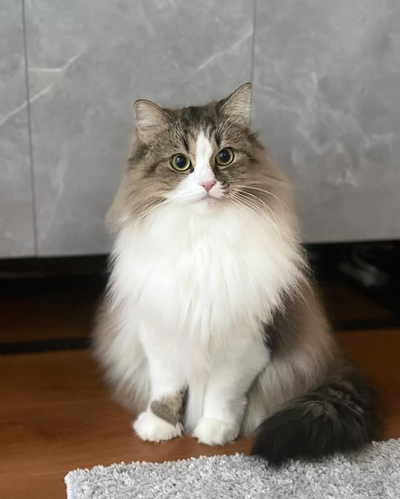 おめめぱっちりフワッフワ