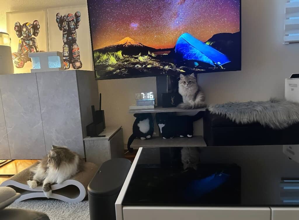 置物と化すニャンズ