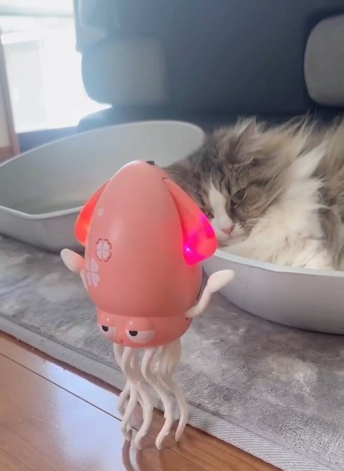 ステラちゃんの反応は……