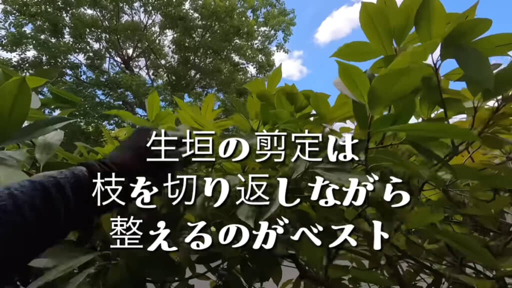 剪定バサミを使ったお手入れでは、不要な枝を除去できます