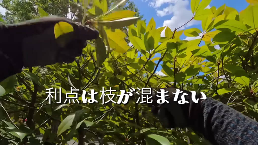 剪定バサミを使ったお手入れ最大の魅力は、枝が混まないこと