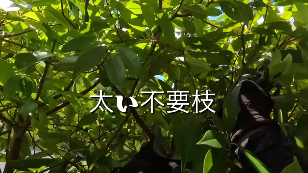太い不要枝は見つけ次第切り、抜いていきます