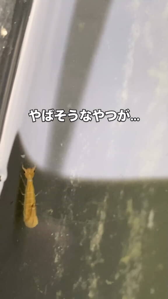 メダカの水槽になんかいる！