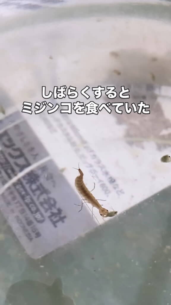 ミジンコを捕食した