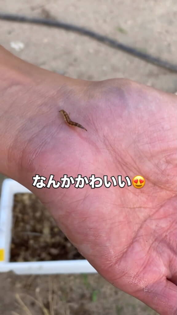 お引越で手に乗せてみた