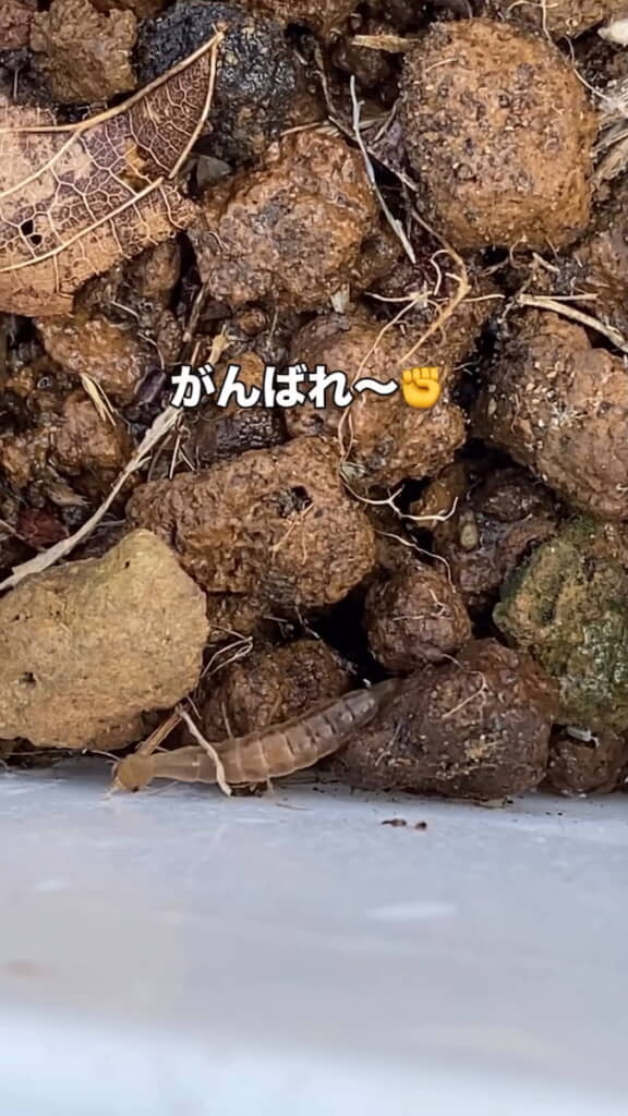 画面下側に上陸したゲンゴロウの姿