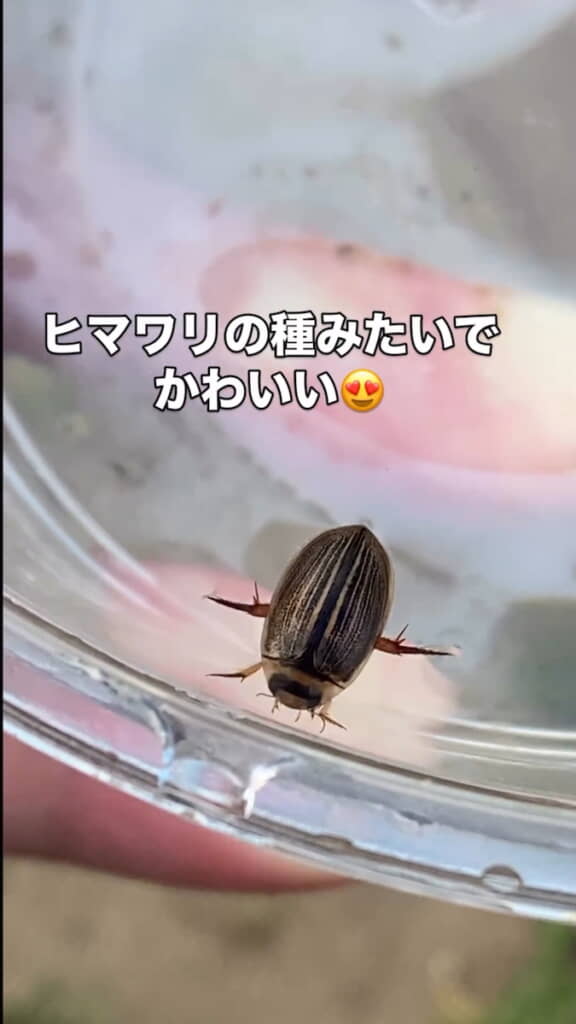 ヒマワリの種のようなコシマゲンゴロウ