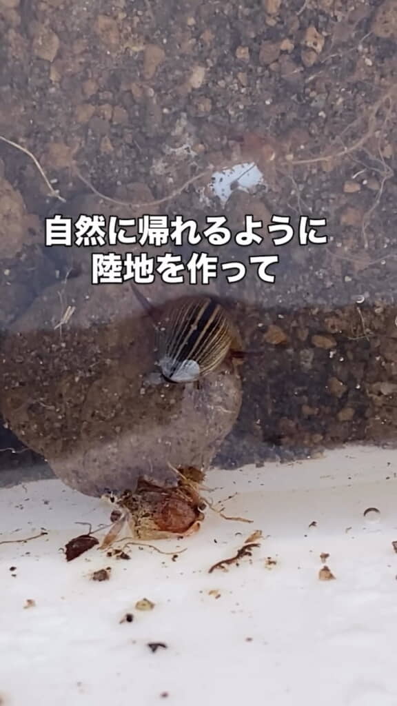 いつでも自然に帰れるようにしてあげた