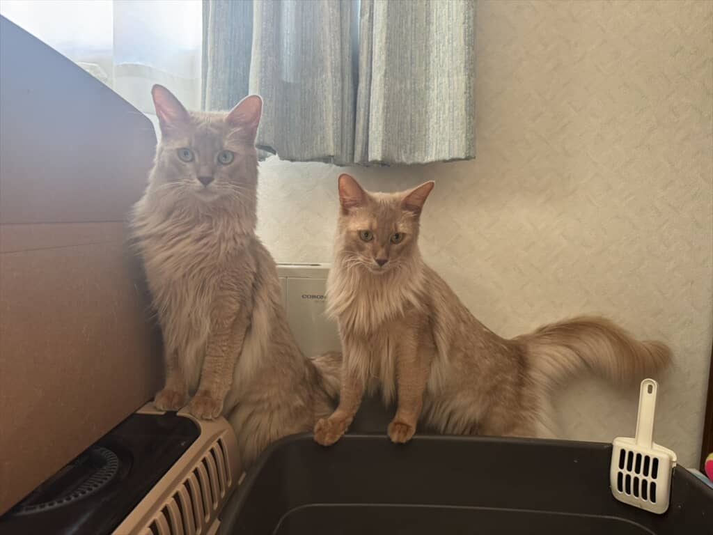 ソマリの双子猫・凪くん＆颯くん