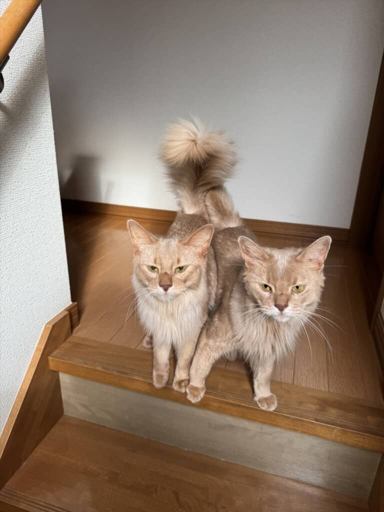 ソマリの双子猫・凪くん＆颯くん