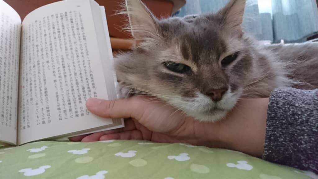 ソマリの双子猫・凪くん＆颯くん