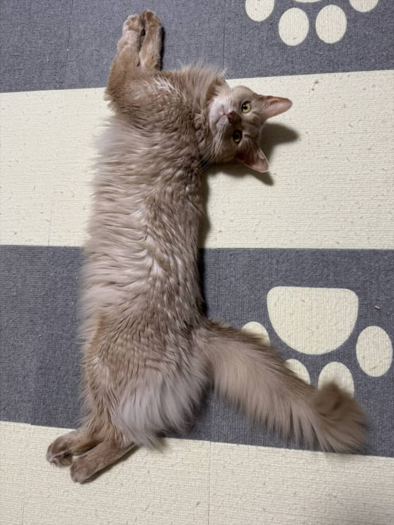 ソマリの双子猫・凪くん＆颯くん