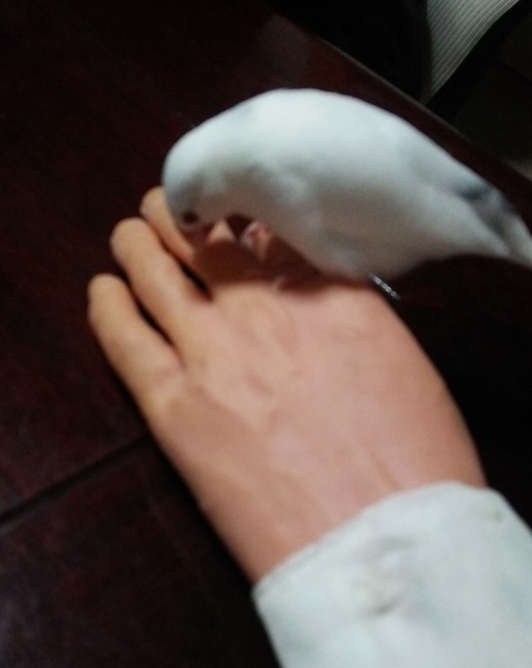 手のひらで眠るのが好きな文鳥と“手”
