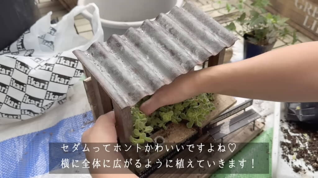 カウンターの内側にセダムを植える