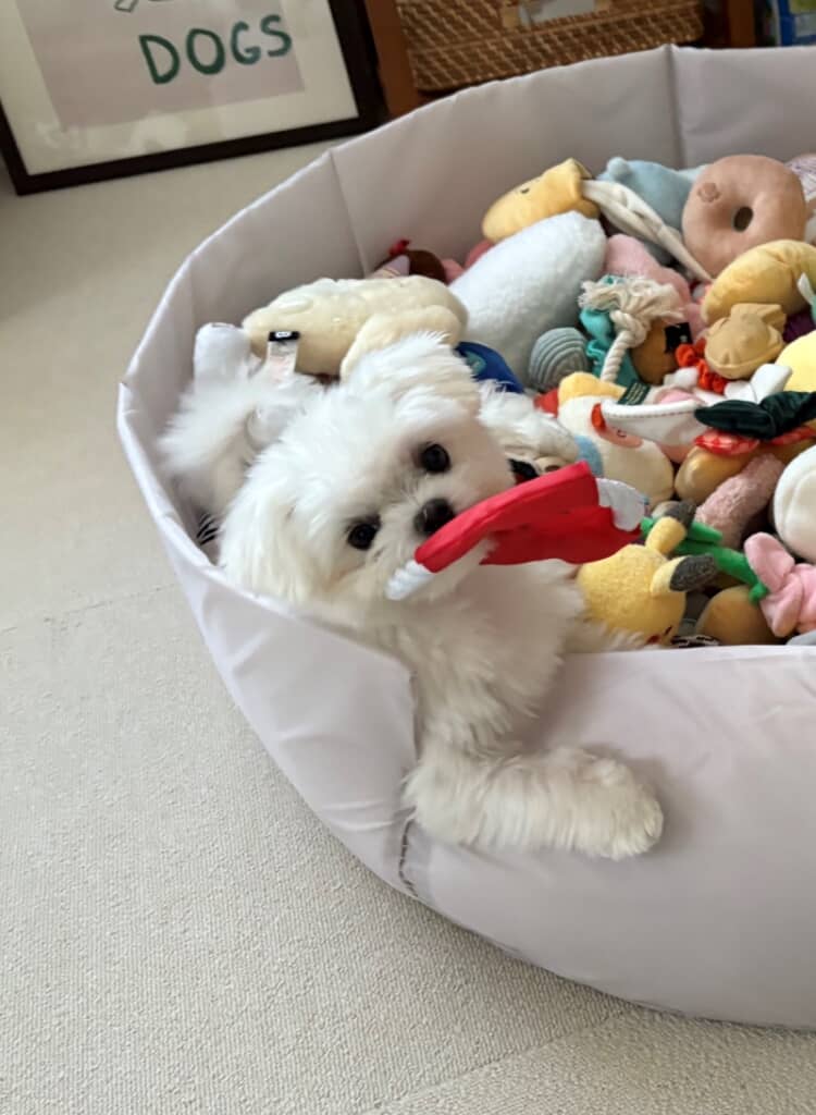 誘っているような視線を送るライスくん