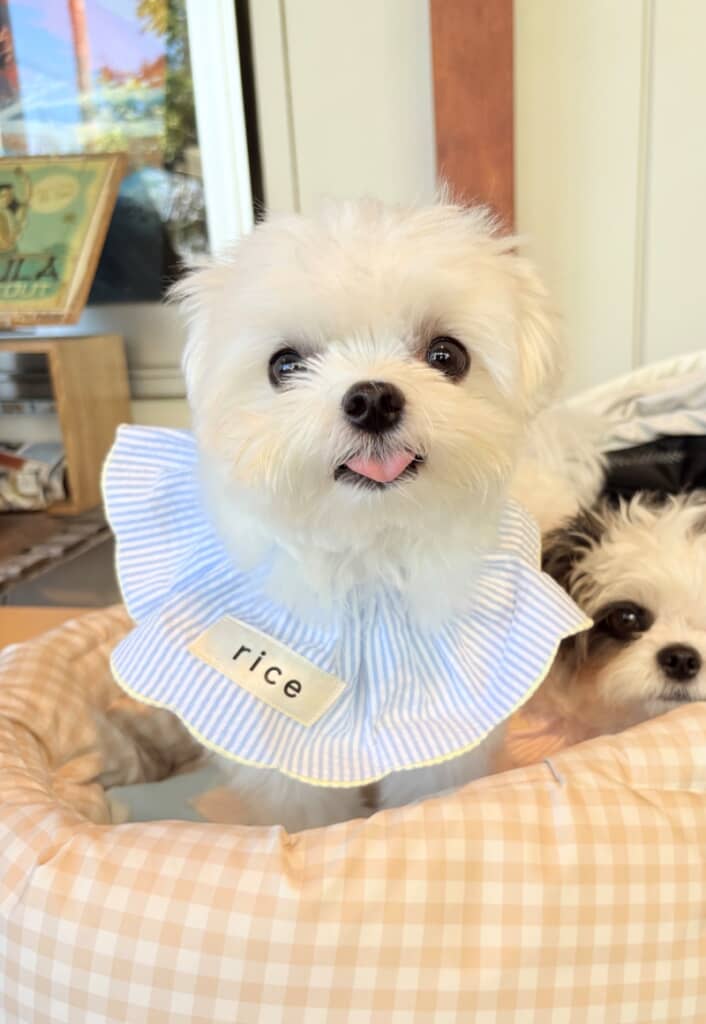 名前の入ったケープがお似合いのライスくん