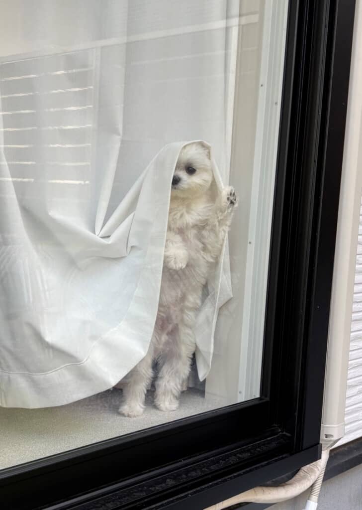 お出かけするママさんを寂しそうに見送るライスくん