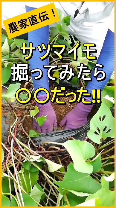 サツマイモを試し掘りしてみたら……？
