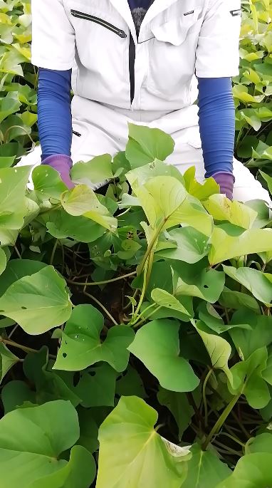 試し掘りに臨むあぐりさん