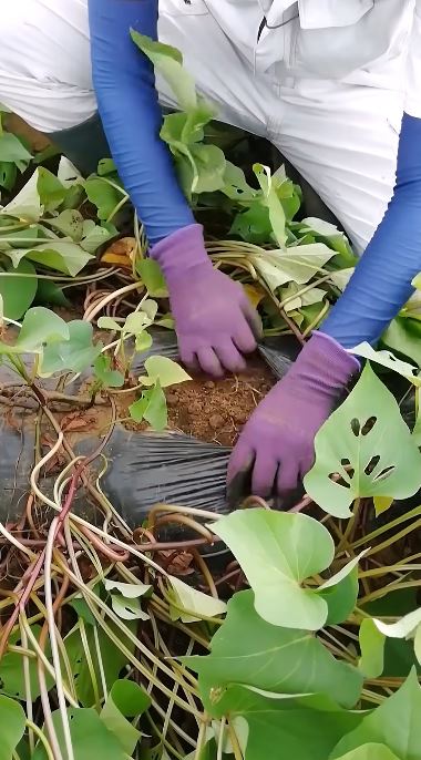 マルチシートをやぶる